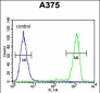 TCPR1 Antibody (N-term)